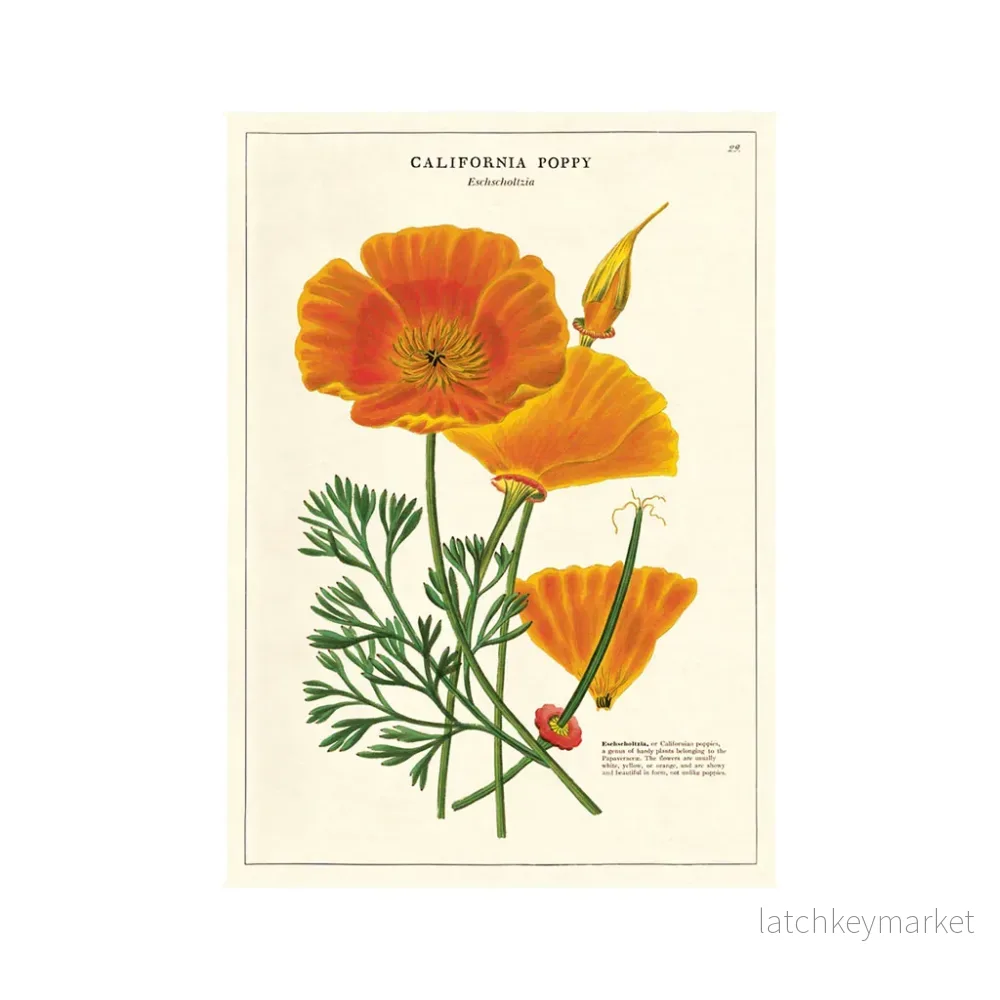 Vintage poster ’California Poppy’