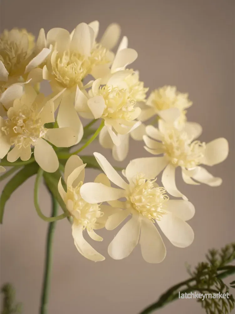 Blomsterkörvel, Gul - Bild 3