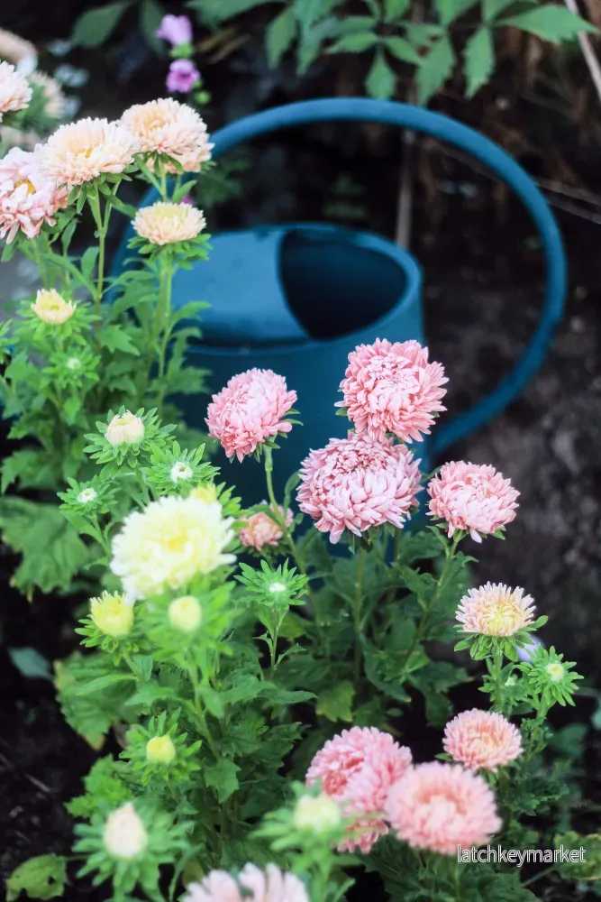 Aster -ljusgul