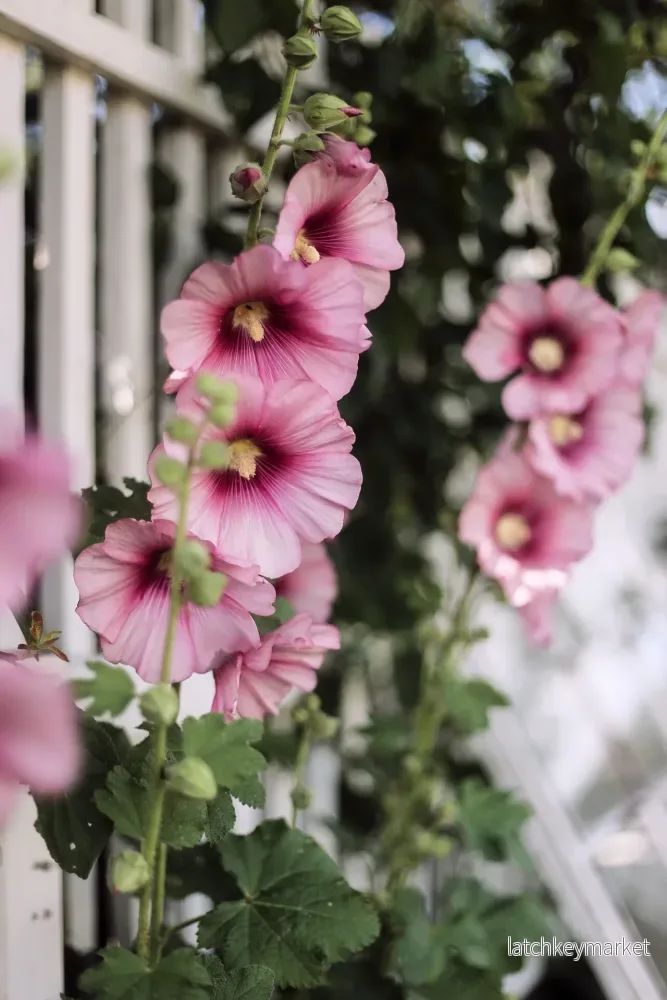 Stockrosfröer ROSA