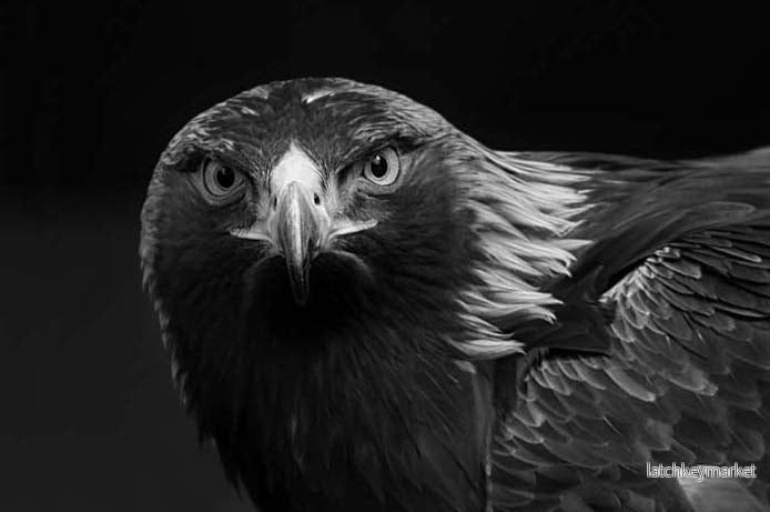 Tavla Aluminium art Eagle