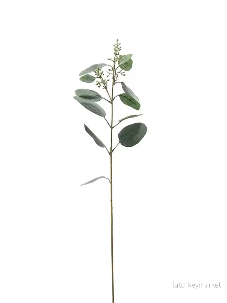 Eucalyptus, 87 cm - Bild 3