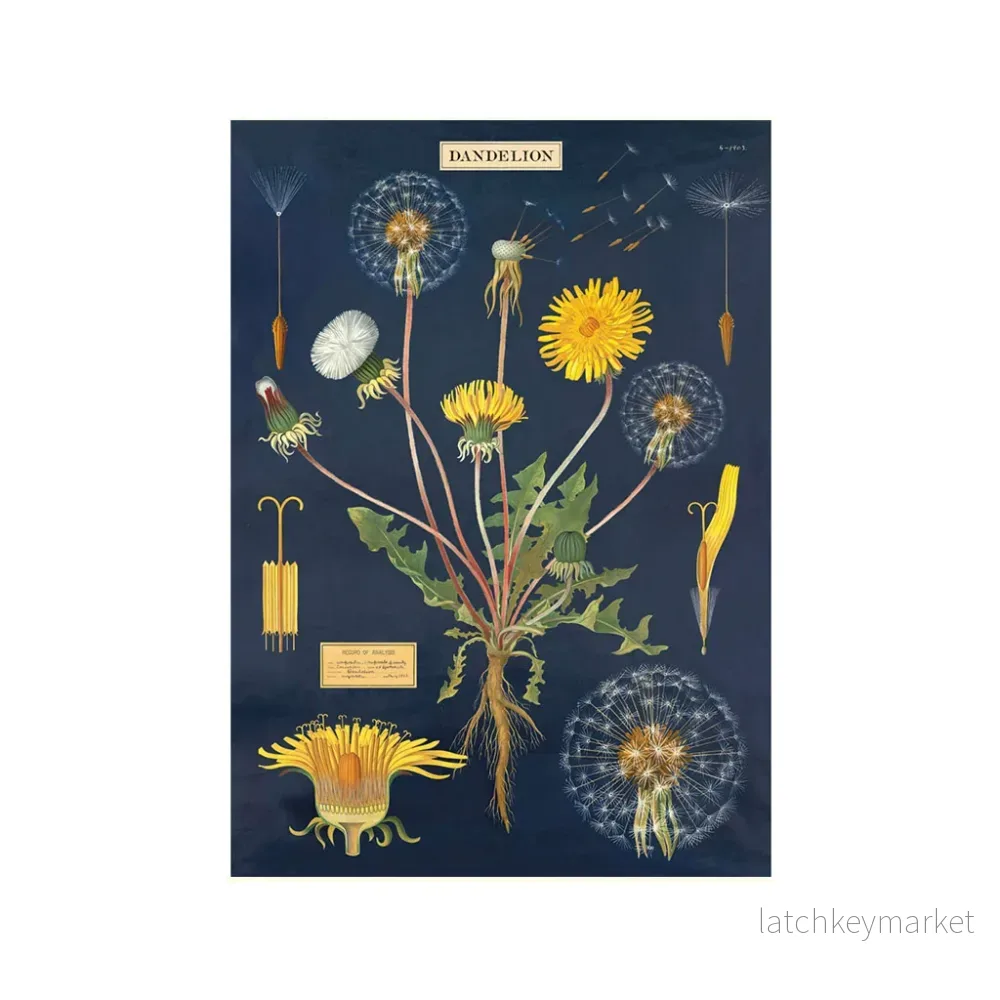 Vintage poster maskros ’Dandelion’