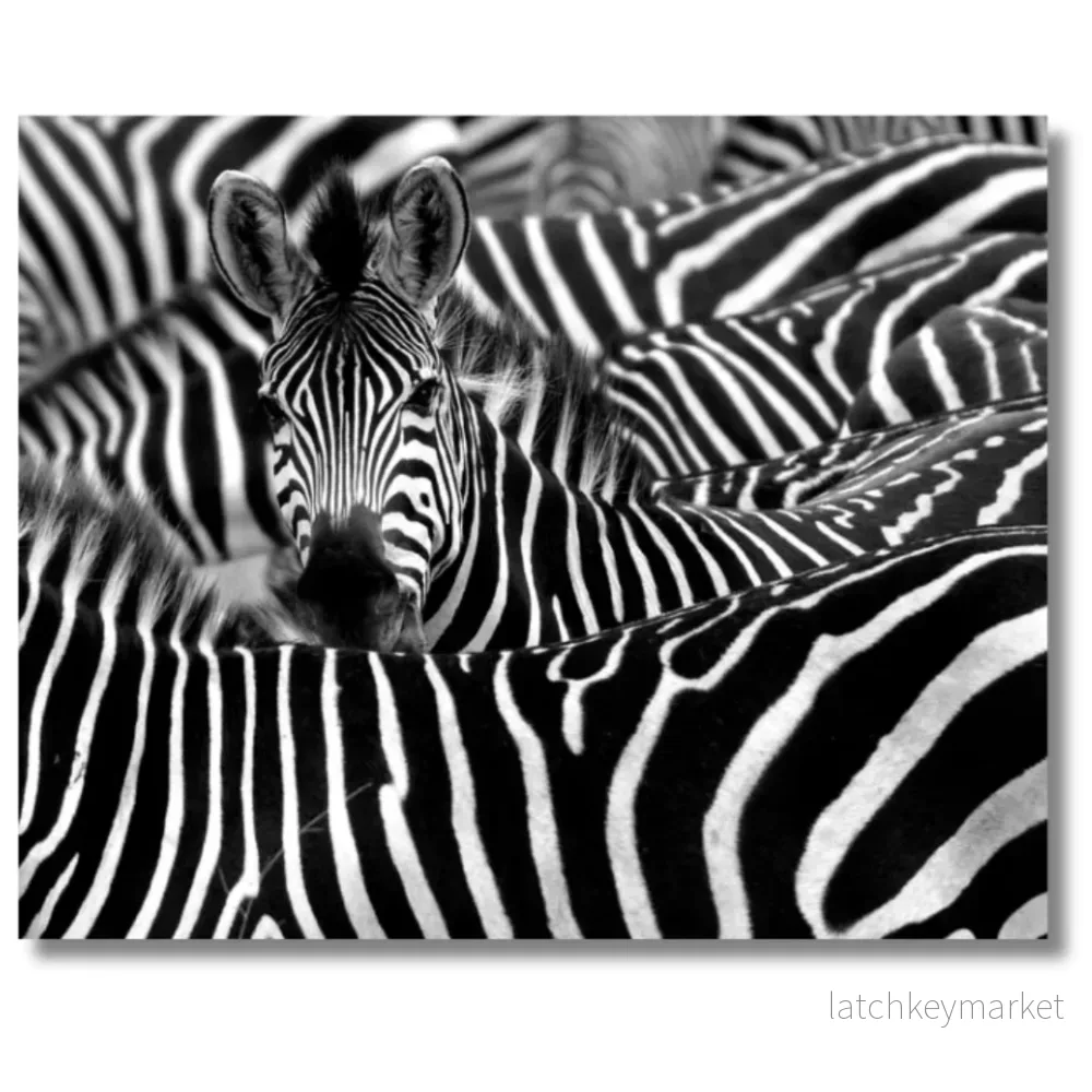 Tavla Aluminium art Zebra Tavla Aluminium art Zebra