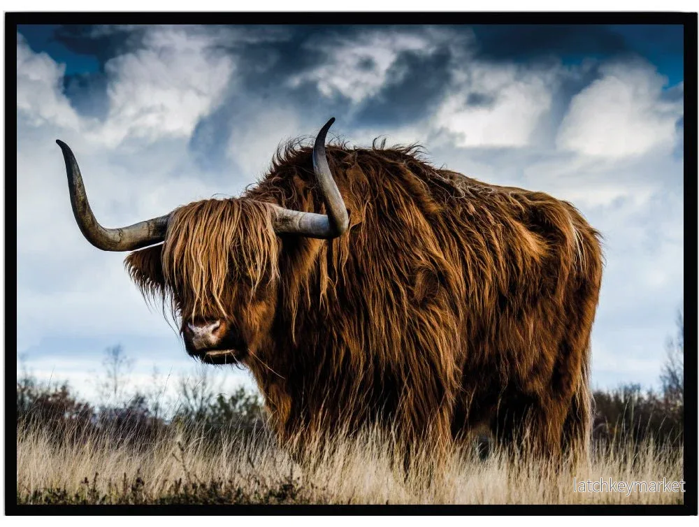 Poster Highland cow