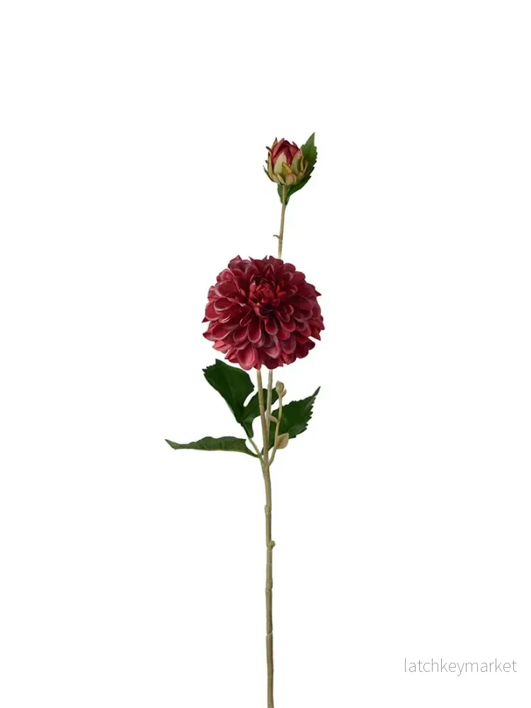 Dahlia, Burgundy
