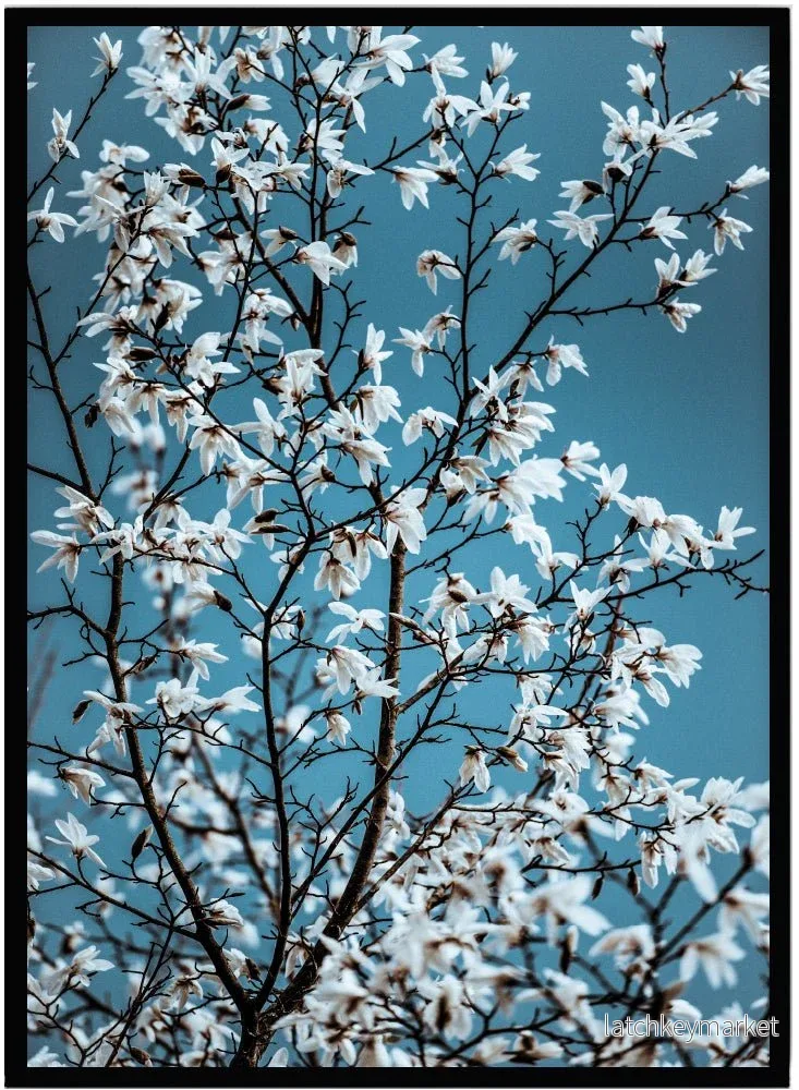 Poster Blossom Poster Blossom