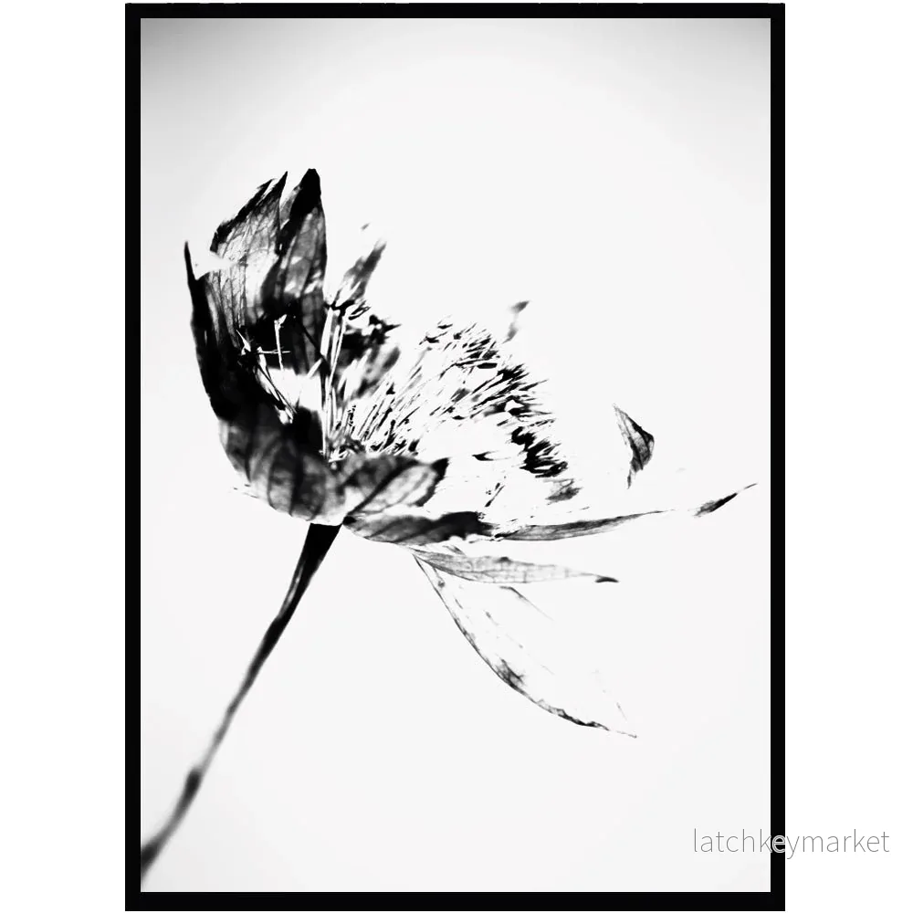 Poster Dry flower Poster Dry flower