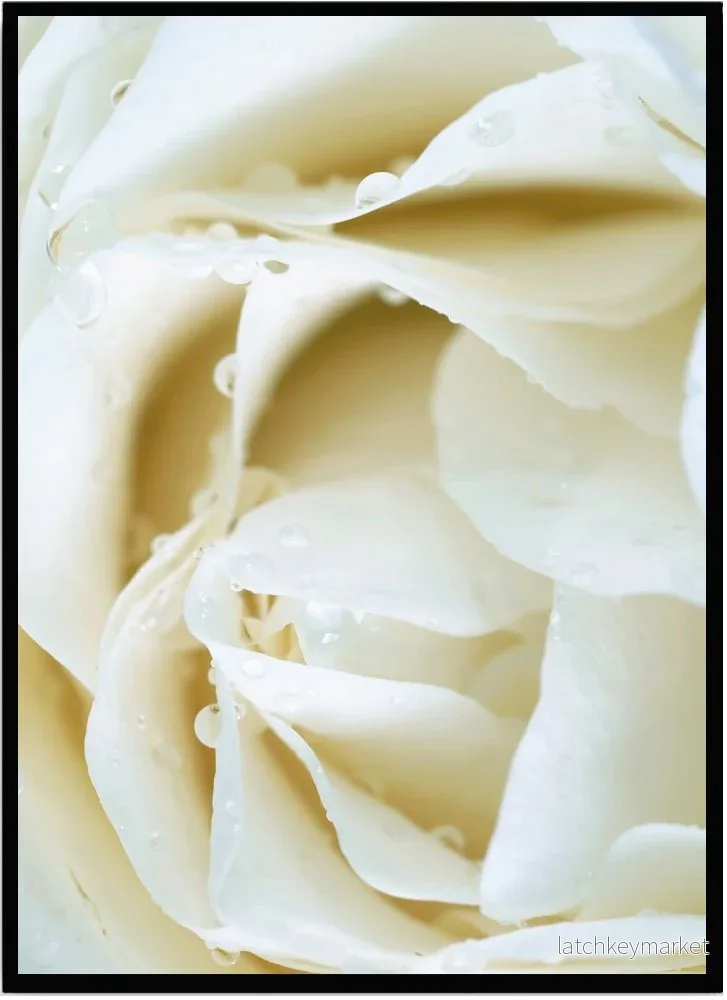 Poster Rose white
