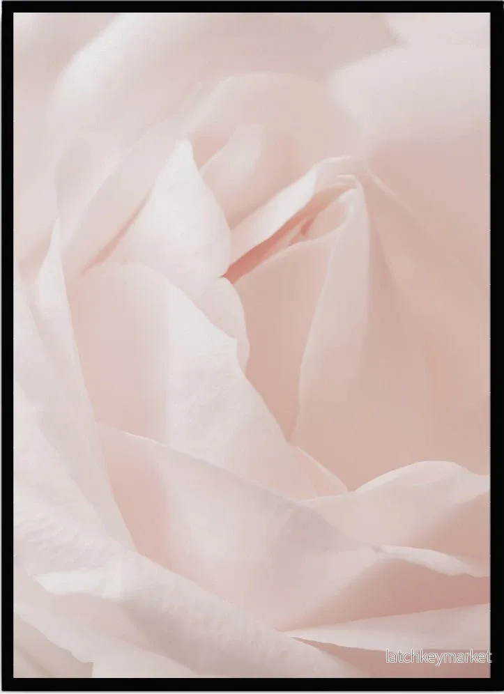 Poster Pink rose Poster Pink rose