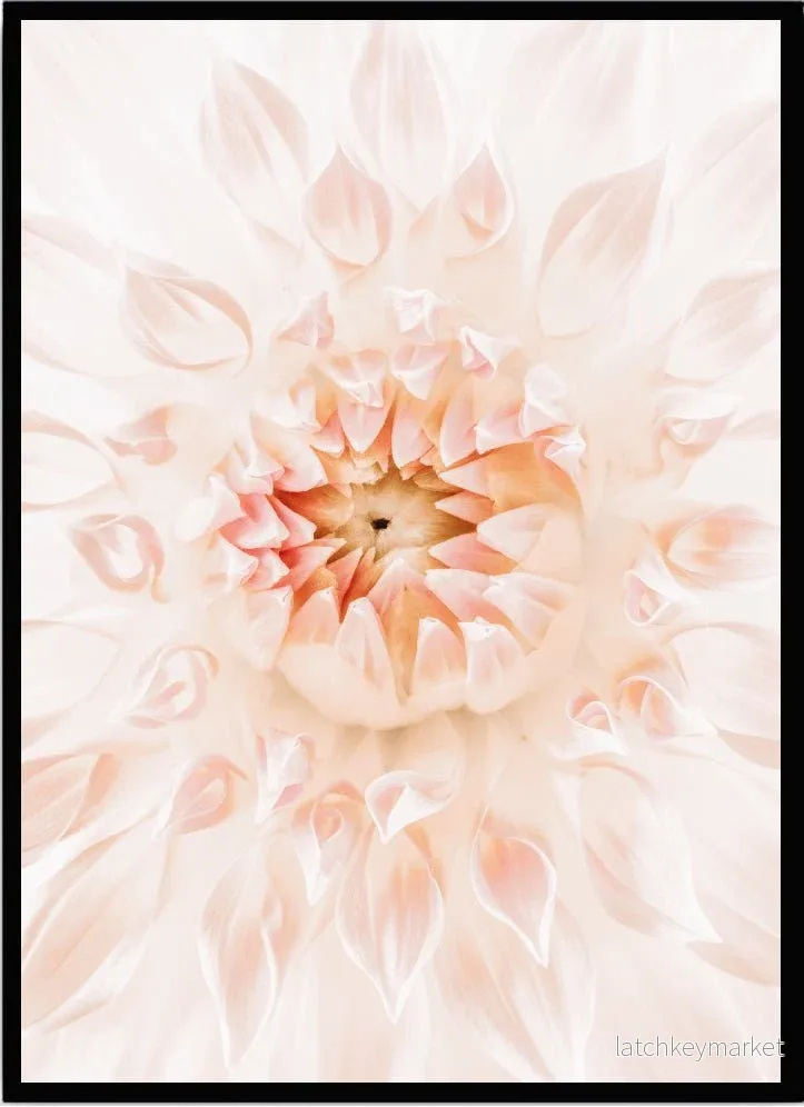 Poster Pink dahlia