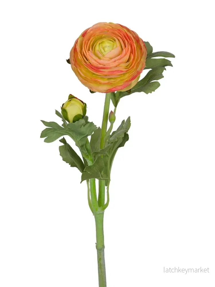 Ranuncel, Rosa