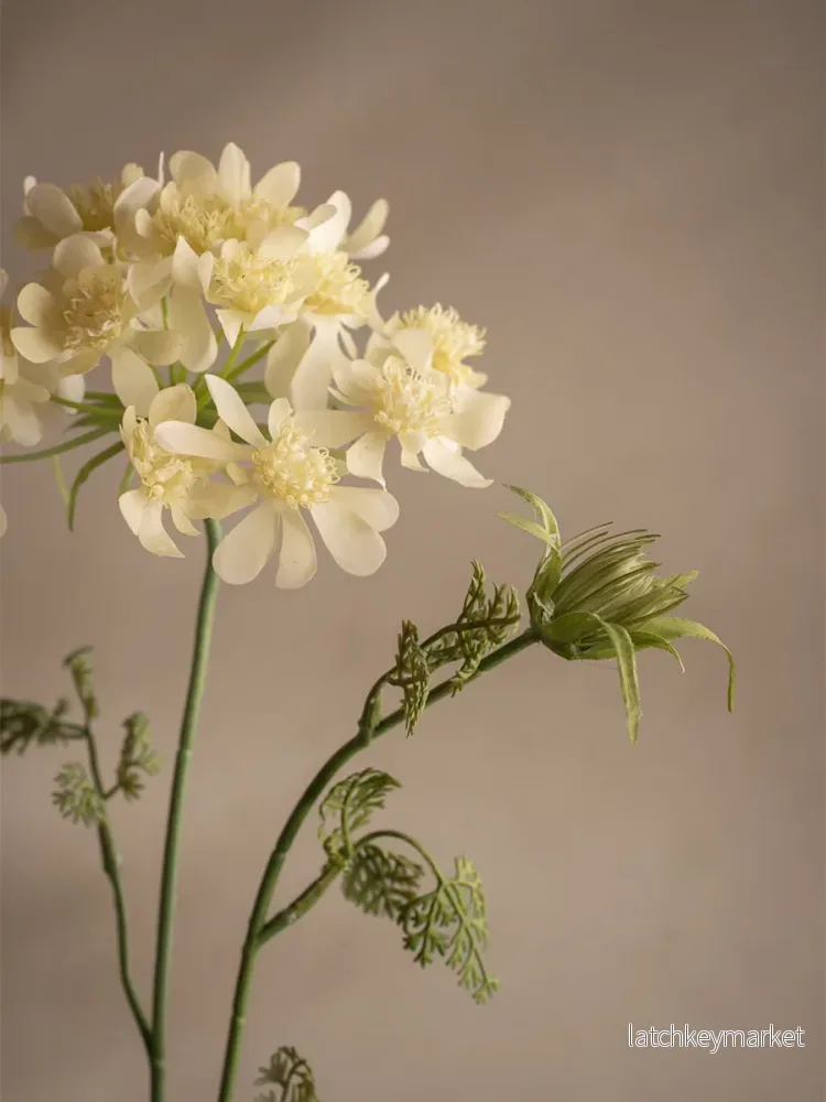 Blomsterkörvel, Gul - Bild 2