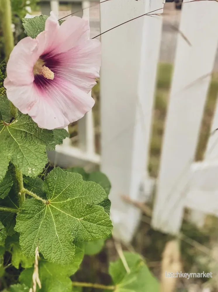 Stockrosfröer i LJUSROSA