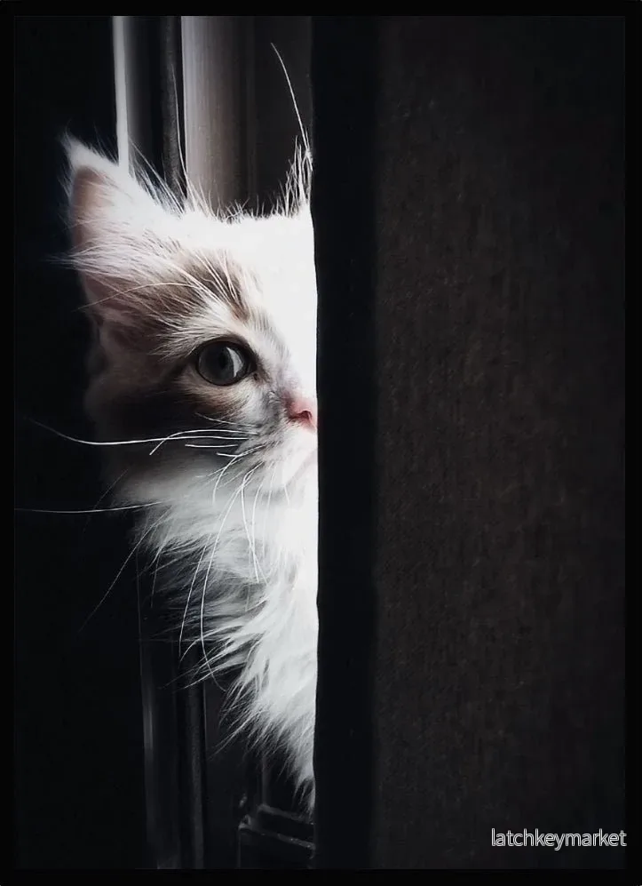 Poster Katt