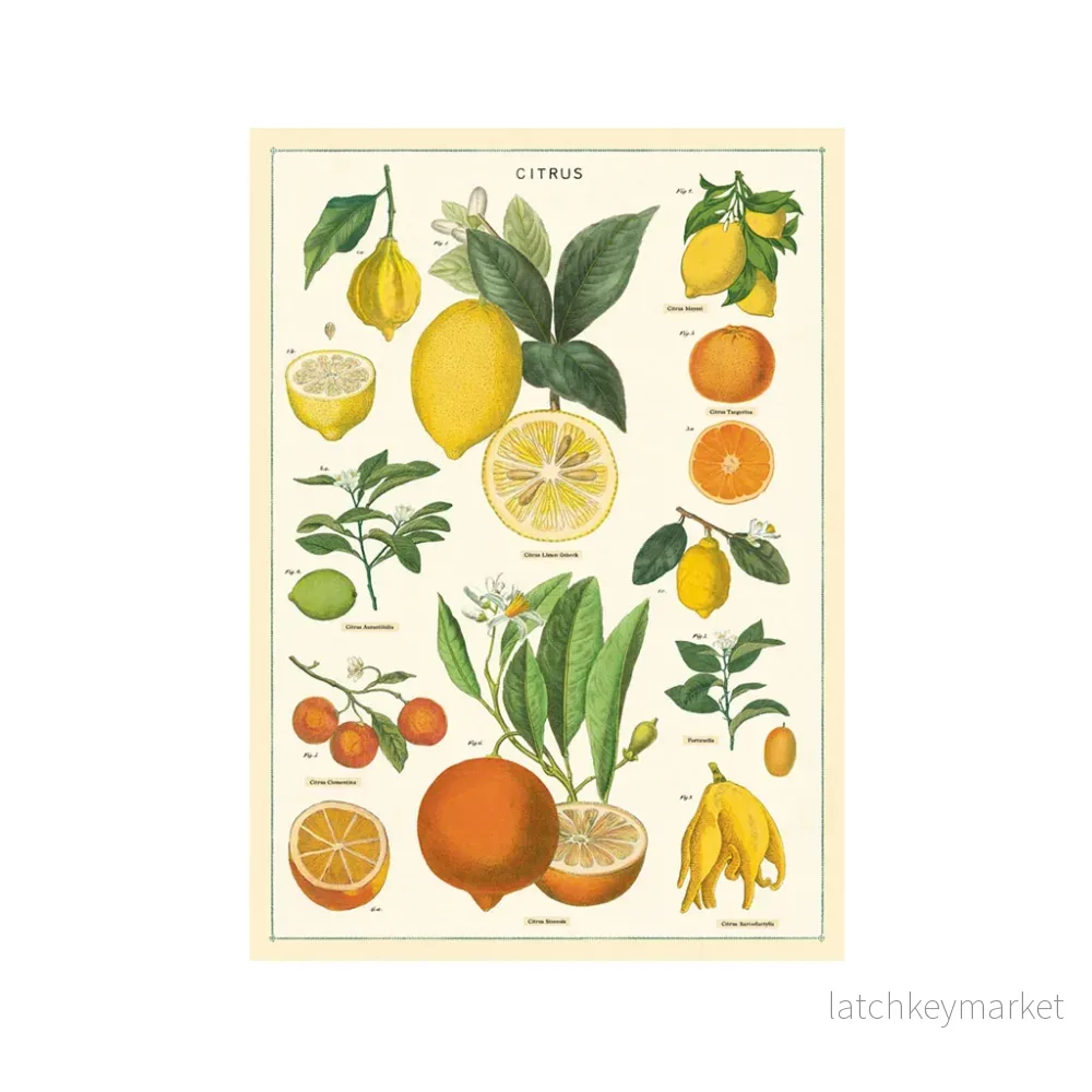 Vintage poster ’Citrus’