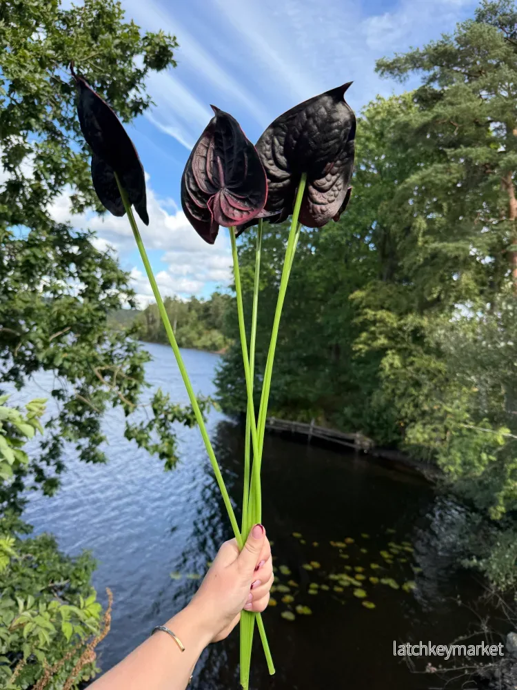 Black Small Anthurium Single Flower - Bild 2