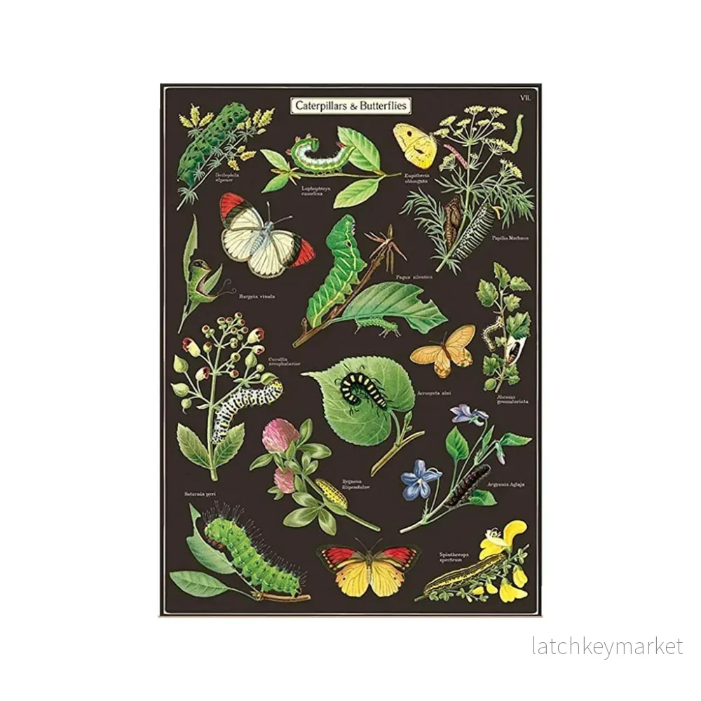 Vintage poster ’Caterpillars & Butterflies’ Vintage poster ’Caterpillars & Butterflies’