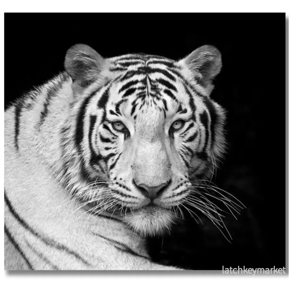 Tavla Aluminium art White Tiger 2 Tavla Aluminium art White Tiger 2