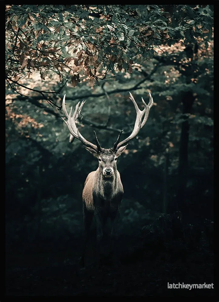 Poster Kronhjort i skogen