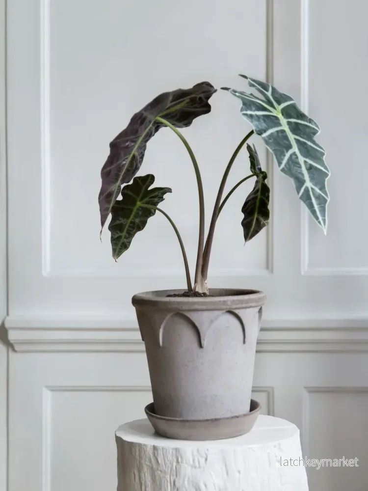 Elisabeth Kruka med Fat, Raw Grey Elisabeth Kruka med Fat, Raw Grey